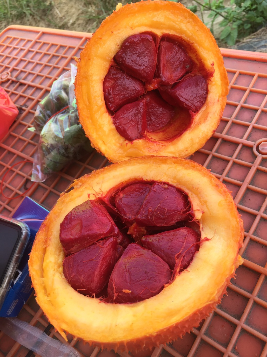 熟成木鱉果